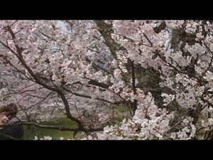 [参加型]ボンバーマン♪練習を兼ねて！