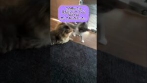 耳毛ボンバーマン #shorts #short #保護猫 #保護猫達の日常 #保護ネコ #元野良猫 #ねこ #ねこ動画 #ねこ部 #ねこのいる生活 #ねこのいる暮らし #ねこ好き #猫 #猫動画#ネコ